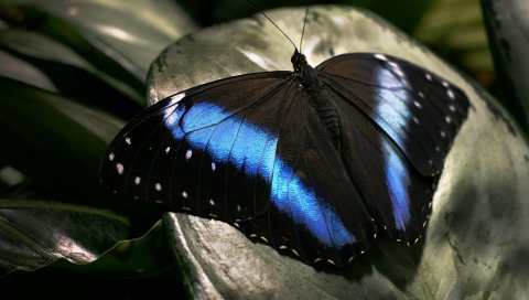 Бабочка, темная, крылья, поверхность