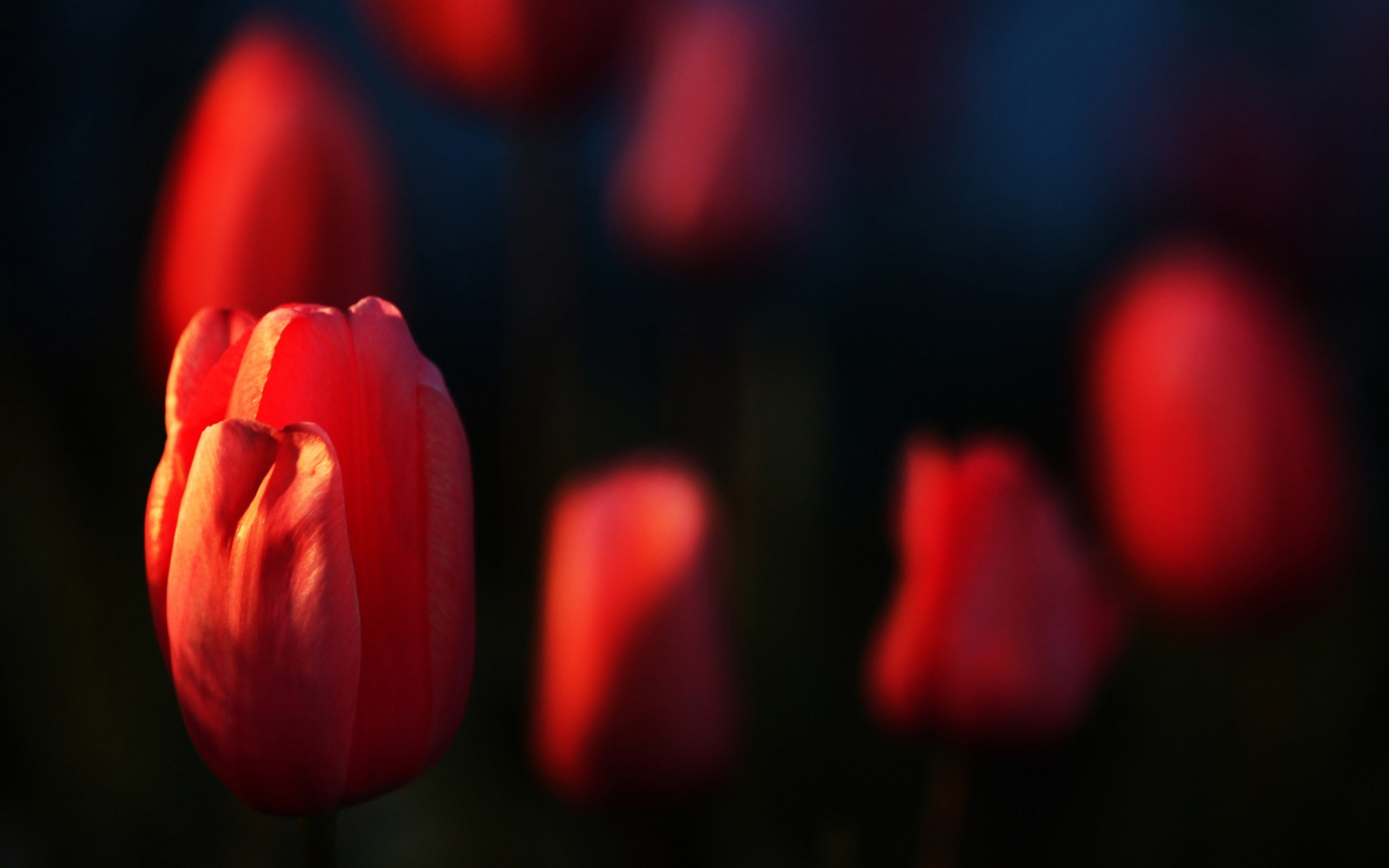 Красные тюльпаны на черном фоне