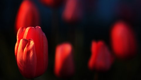 Тюльпаны, цветы, растения, красный, лепестки