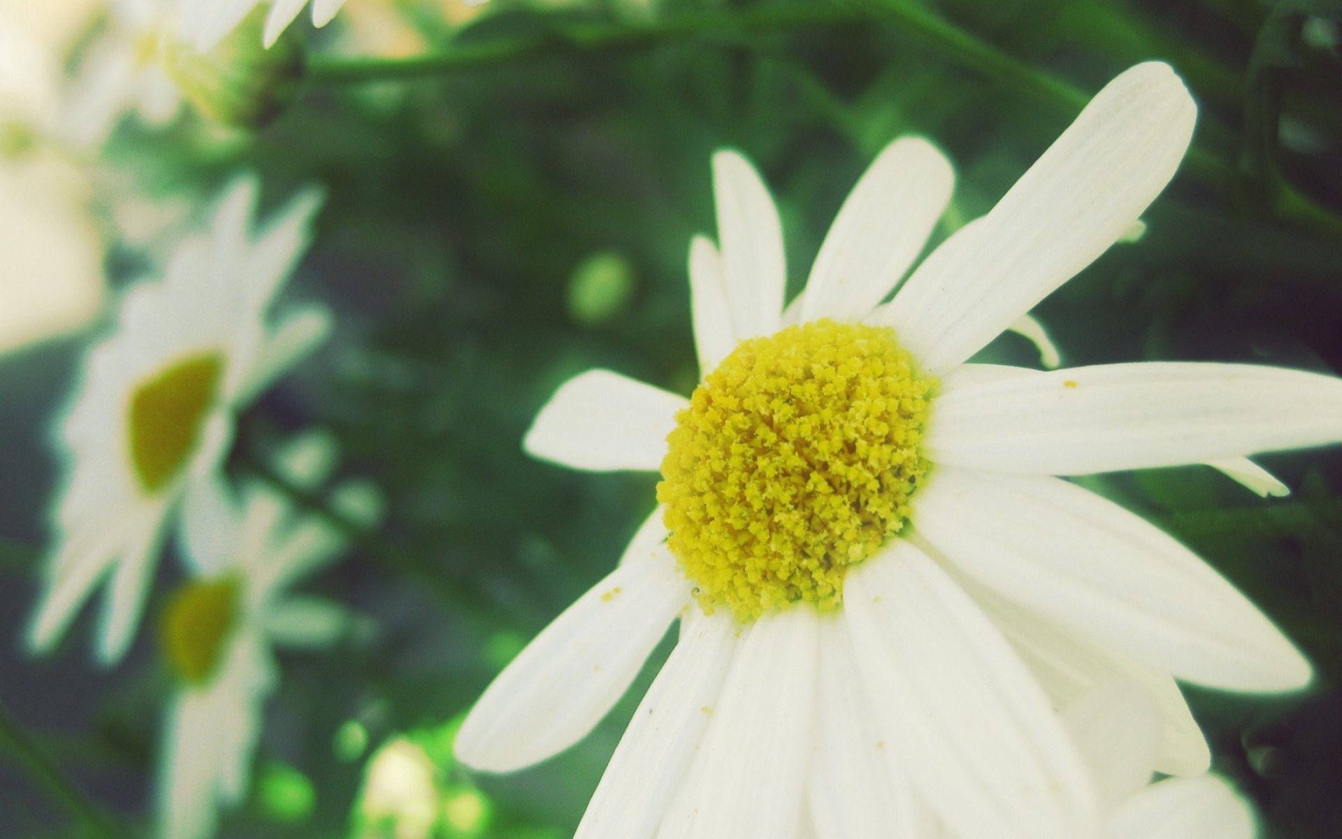 Ромашка зеленая. Ромашка распускается. Пыльца ромашки. Daisy and Camomile.