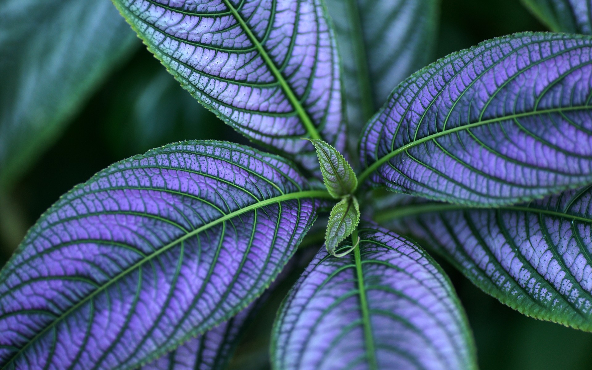 Почему листья становятся фиолетовыми. Колеус гинура. Зеленые листья с фиолетовыми прожилками. Стробилантес пурпурный. Цветок с фиолетовыми листьями.
