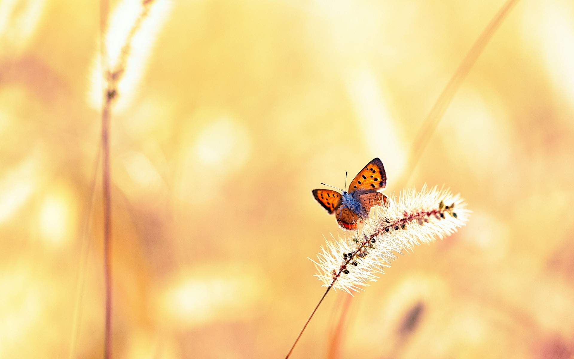Картинки Бабочка, трава, свет, полет фото и обои на рабочий стол