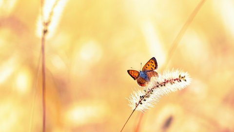 Бабочка, трава, свет, полет
