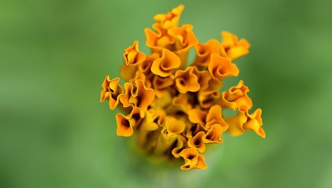 Цветы, растения, оранжевый, фон