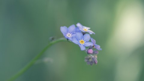 Цветок, стебель, размытие, сирень