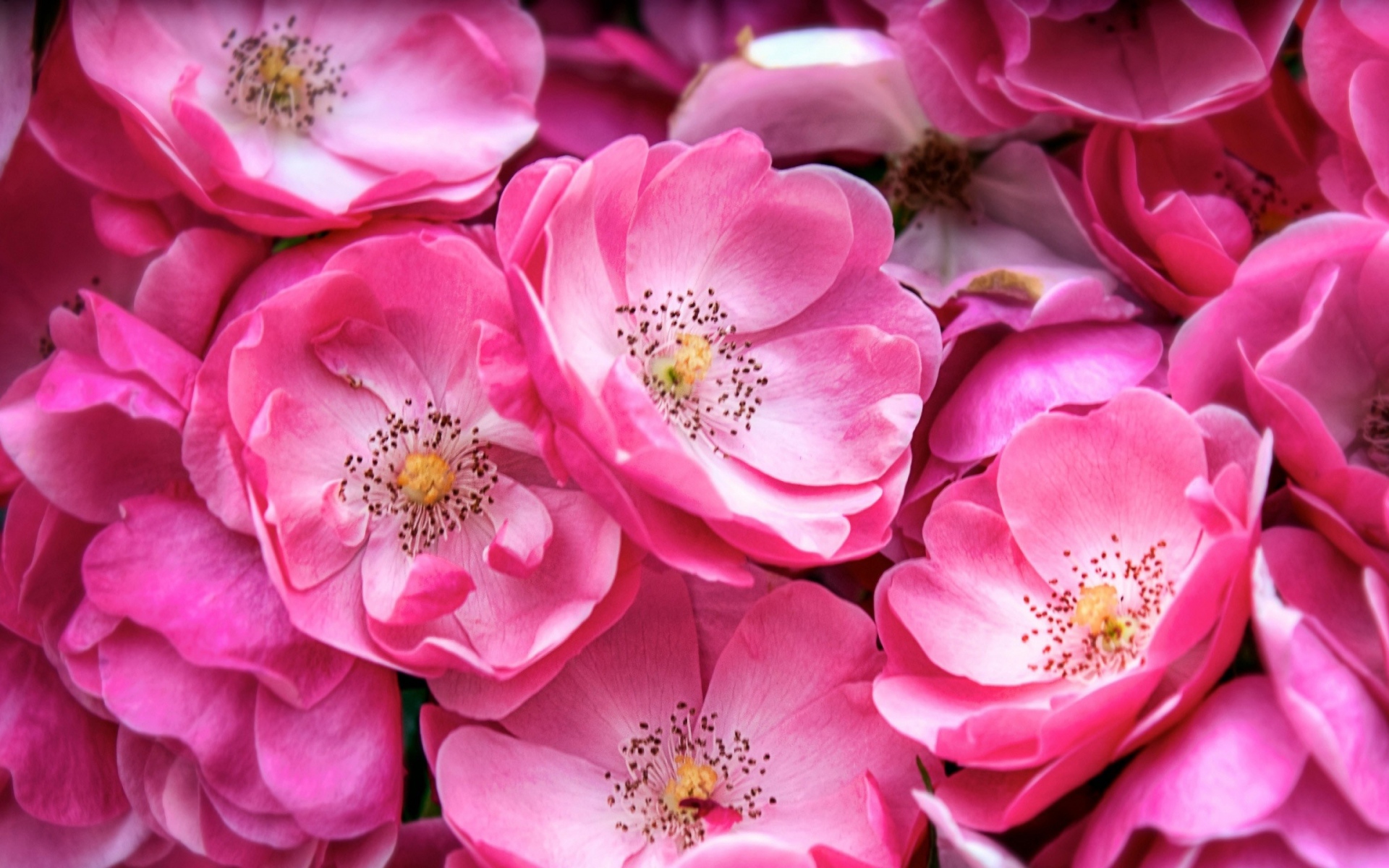 Картинки Растения, цветы, розовые, цветение фото и обои на рабочий стол