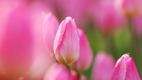 Цветок, лепестки, розовый, тюльпан