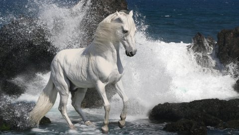 Лошадь, спрей, скалы, море