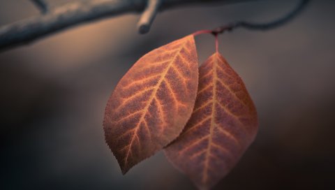 Листья, вены, нитки, пары