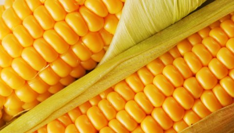 Кукуруза, вкусная, cob