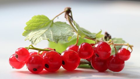 Крыжовник, клубника, ягоды