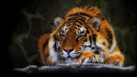 Тигр, дикая кошка, черный фон