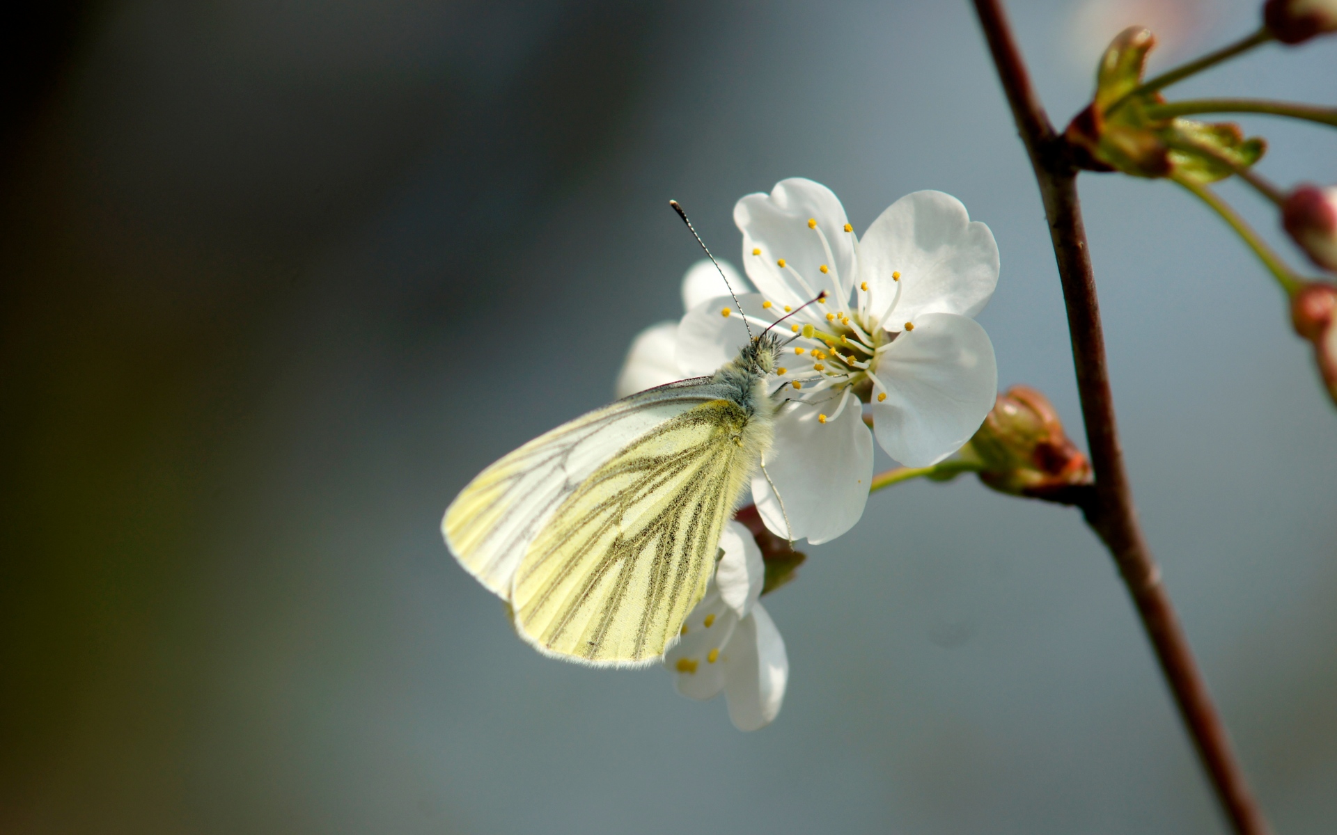 Картинки Бабочка, вишня, весна, цветок фото и обои на рабочий стол
