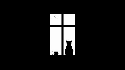 Кот, фотография, окно, силуэт