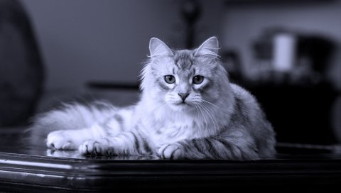 Кошка, ложь, пушистая, красивая
