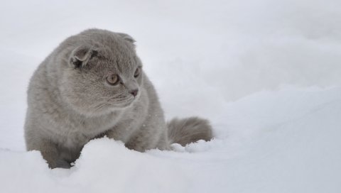 Кошка, снег, прогулка, испуг