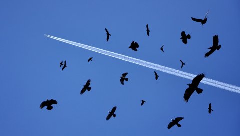 Птицы, полеты, небо,