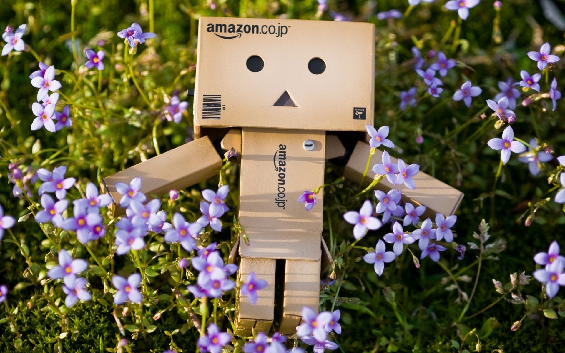 Картинки Danboard, картонный робот, цветы, трава фото и обои на рабочий стол