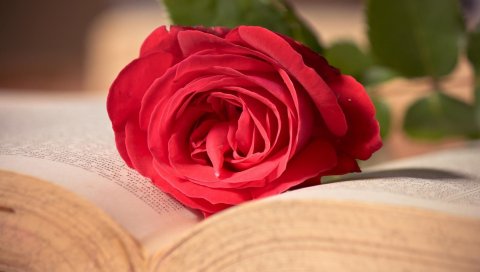 розы, красные, цветы, книги, реверсивные