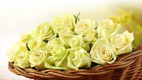 розы, букет, бутоны, корзины