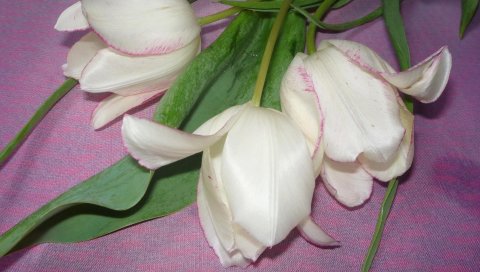 Тюльпаны, цветы, ложь, ткань