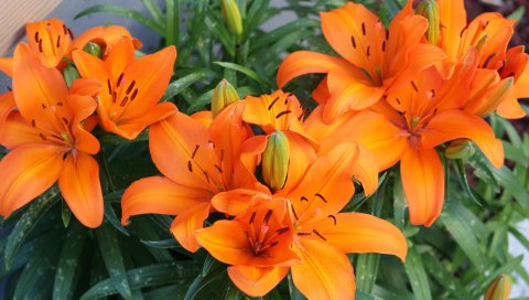 Лилия, оранжевый, яркий, цветы