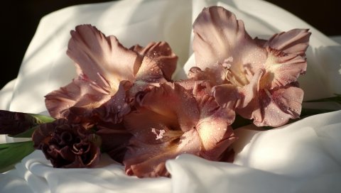 Гладиолус, цветы, капли, ткань, крупный план
