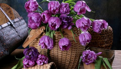 Тюльпаны, цветы, корзины, плетеные изделия