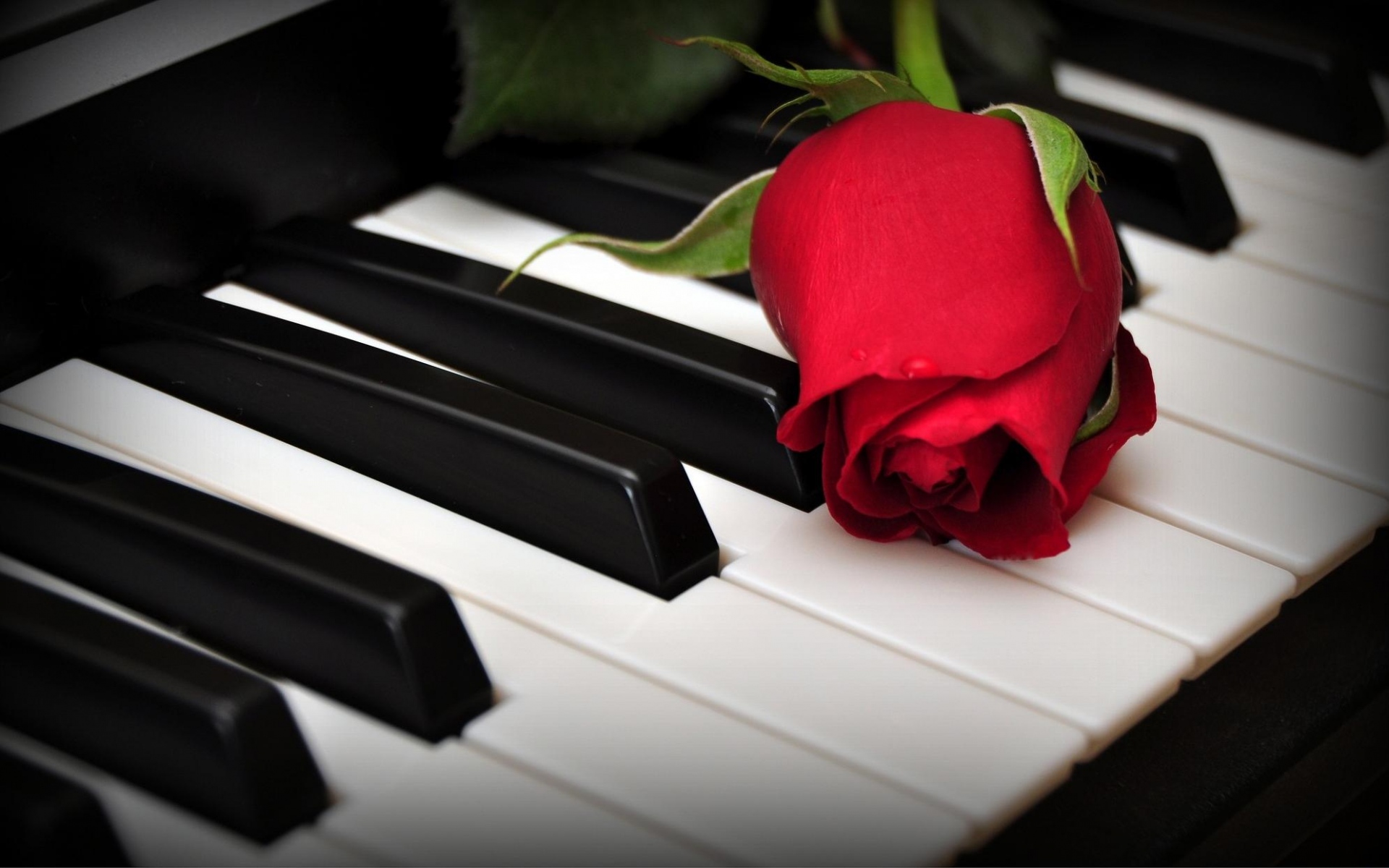 Картинки Роза, цветок, ключи, фортепиано фото и обои на рабочий стол