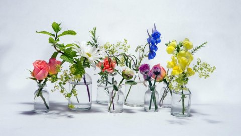 Роза, ромашка, колокольчики, цветы, банки, вода