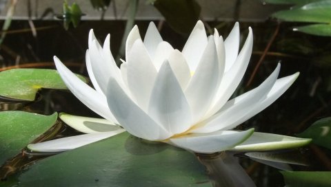 Водяная лилия, вода, отражения, листья, гладкая поверхность