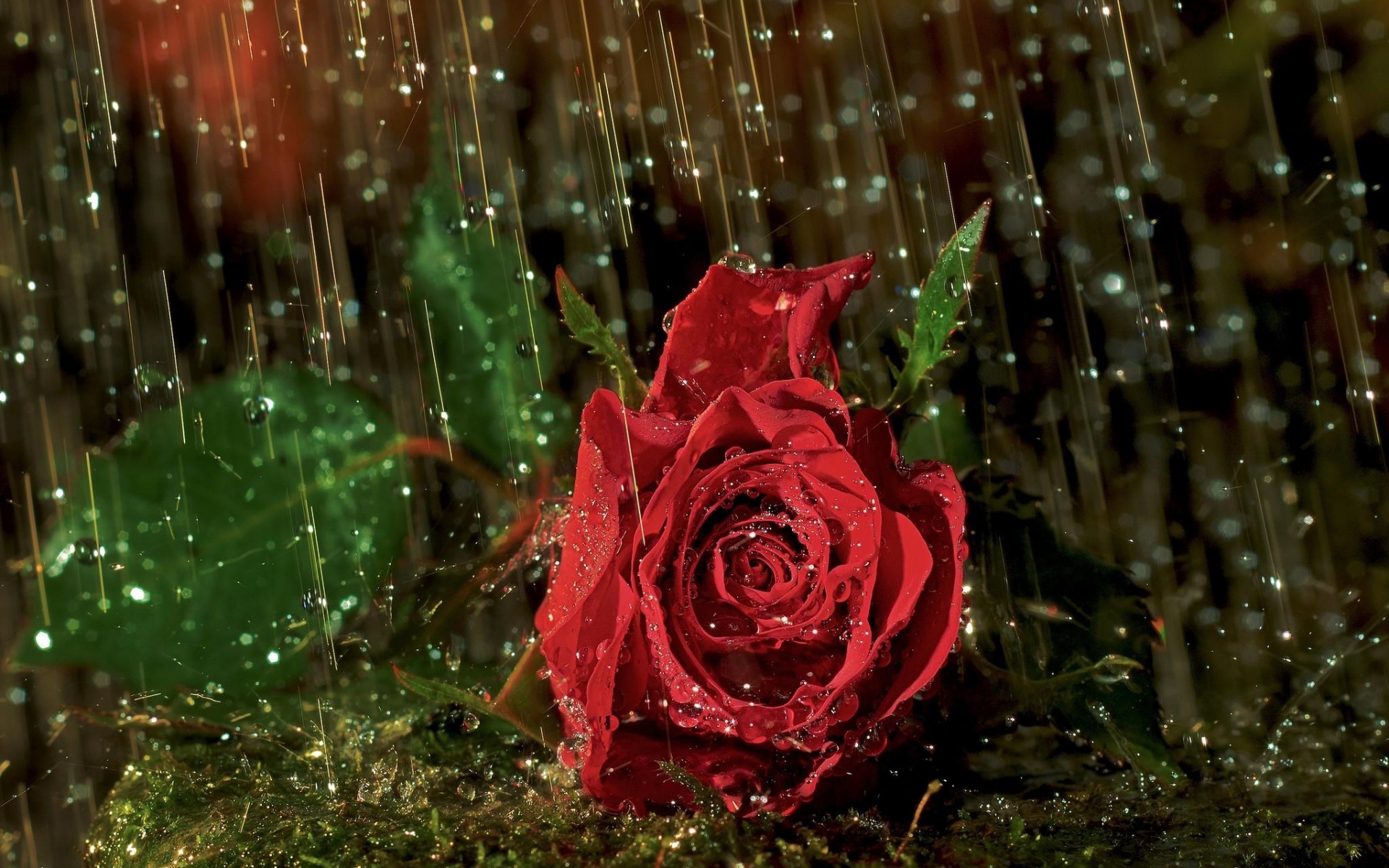 Картинки Роза, цветок, капля, дождь, мокрый фото и обои на рабочий стол