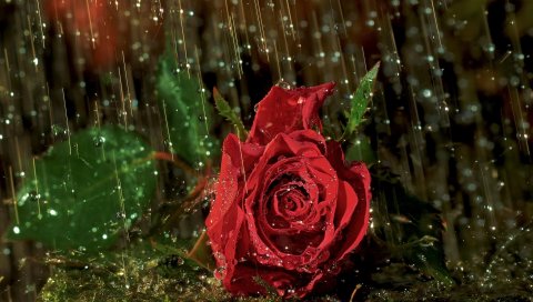 Роза, цветок, капля, дождь, мокрый