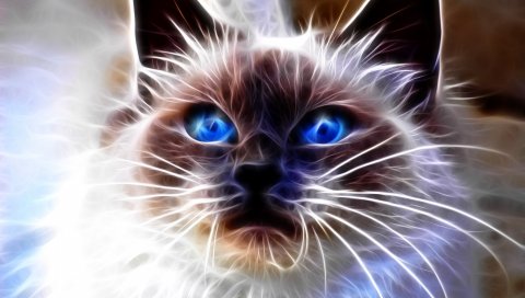 Кошка, синяя, глаза, лицо, реферат