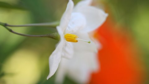 Белый цветок, лепестки, размытие