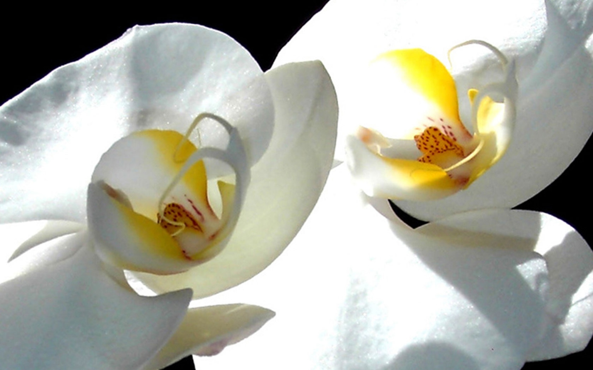 Картинки Цветок, белая орхидея, лепестки фото и обои на рабочий стол