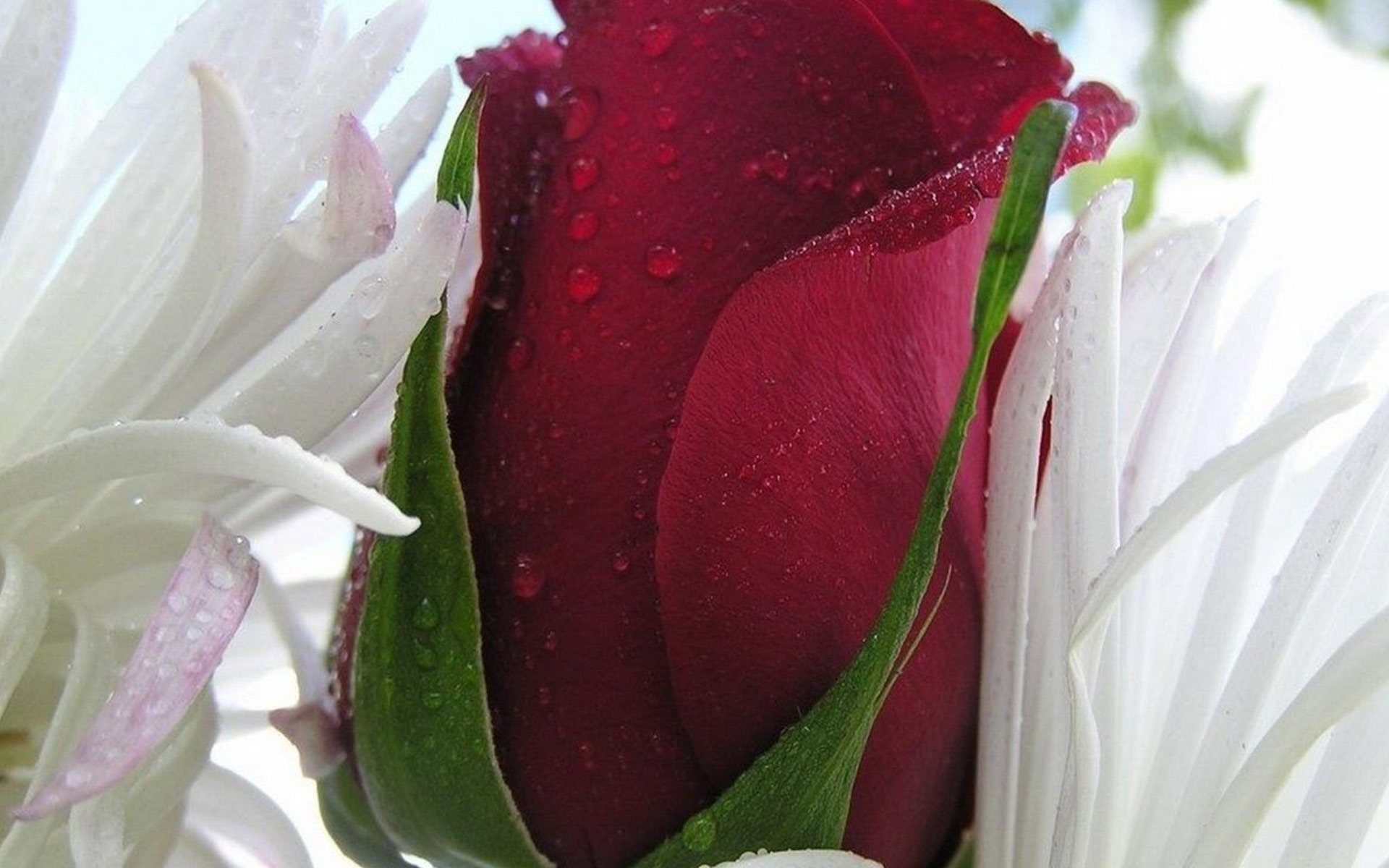 Картинки Красная роза, цветок, капли, лепестки, яркий цвет фото и обои на рабочий стол