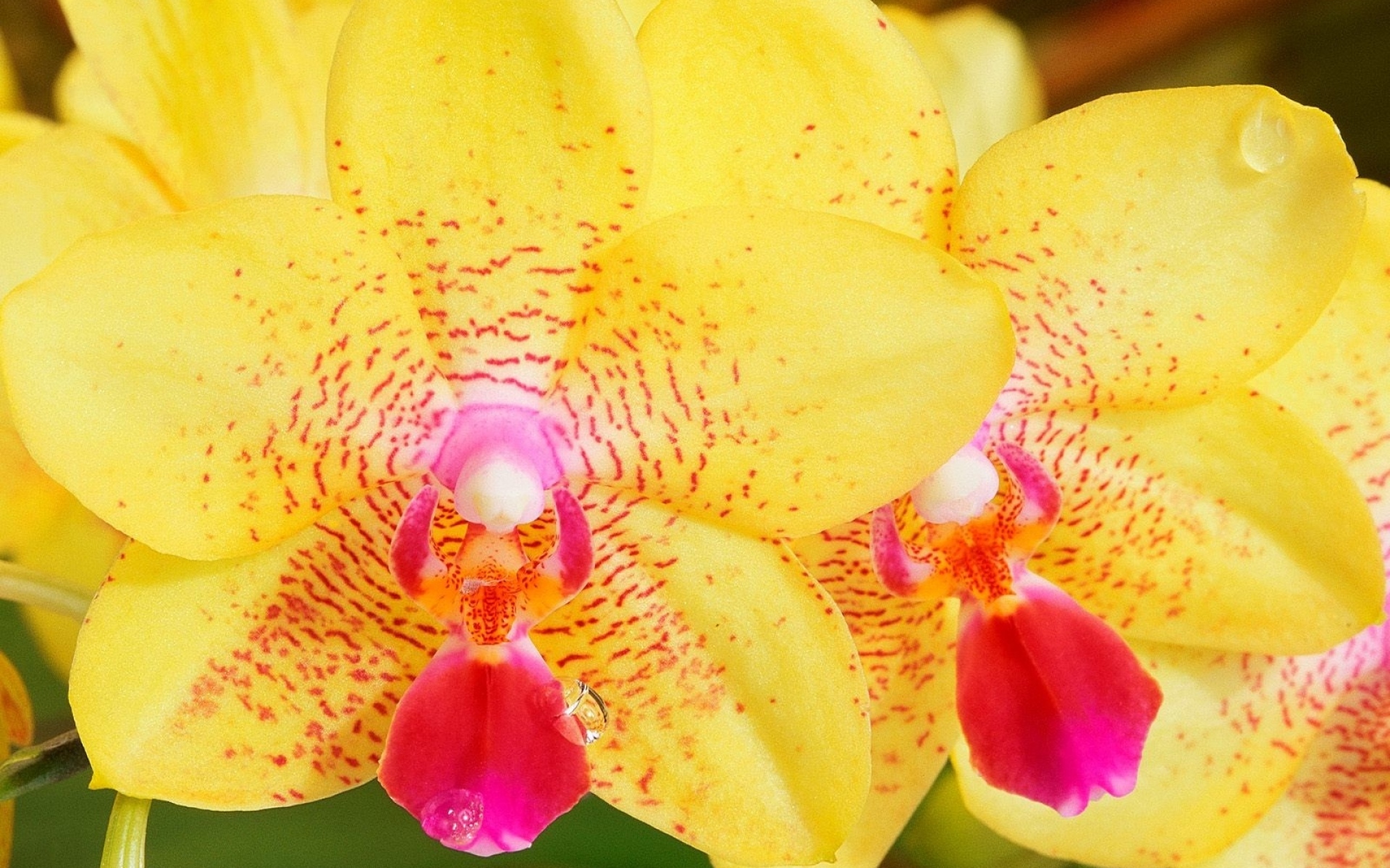 Красно желтая орхидея. Сансет лав Орхидея. Фаленопсис Еллоу. Фаленопсис Еллоу матлед. Фаленопсис Марго.