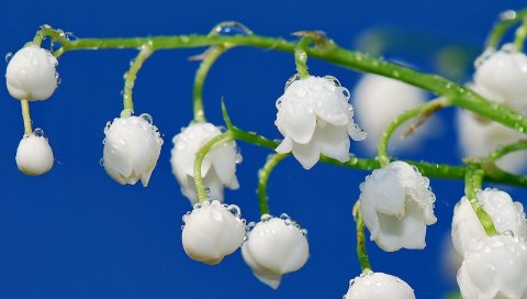 Лилии долины, капли, роса, ветка