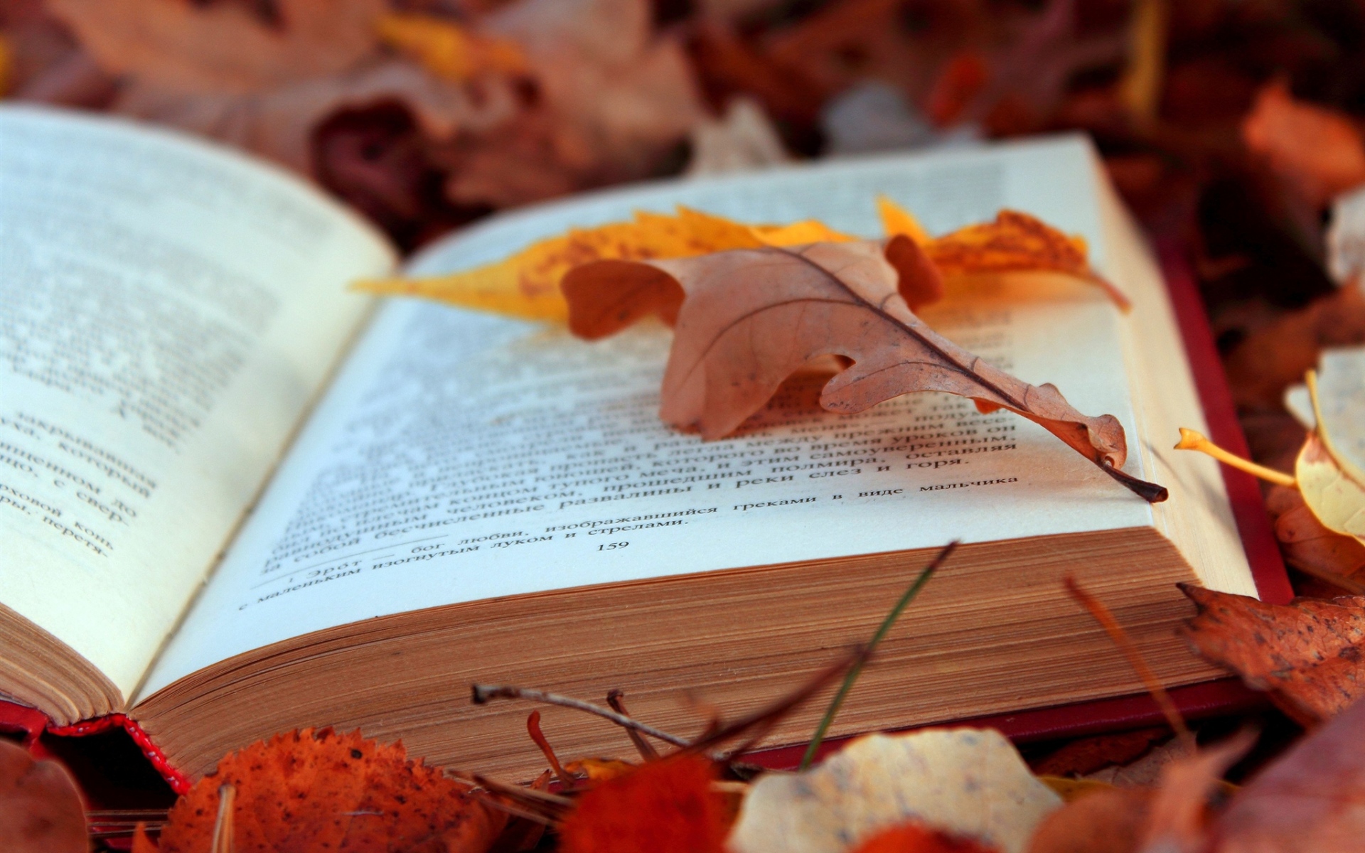 Картинки Книги, тексты, листья, осень, листва, страницы фото и обои на рабочий стол