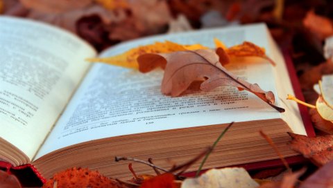 Книги, тексты, листья, осень, листва, страницы