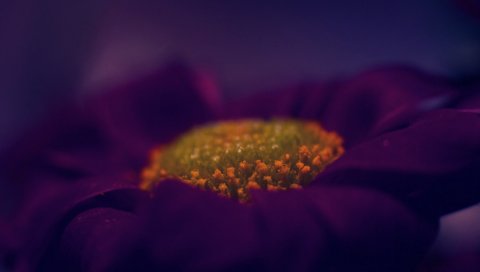 Лепестки, цветы, листья, макро