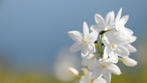 Листья, лепестки, трава, размытие, свет