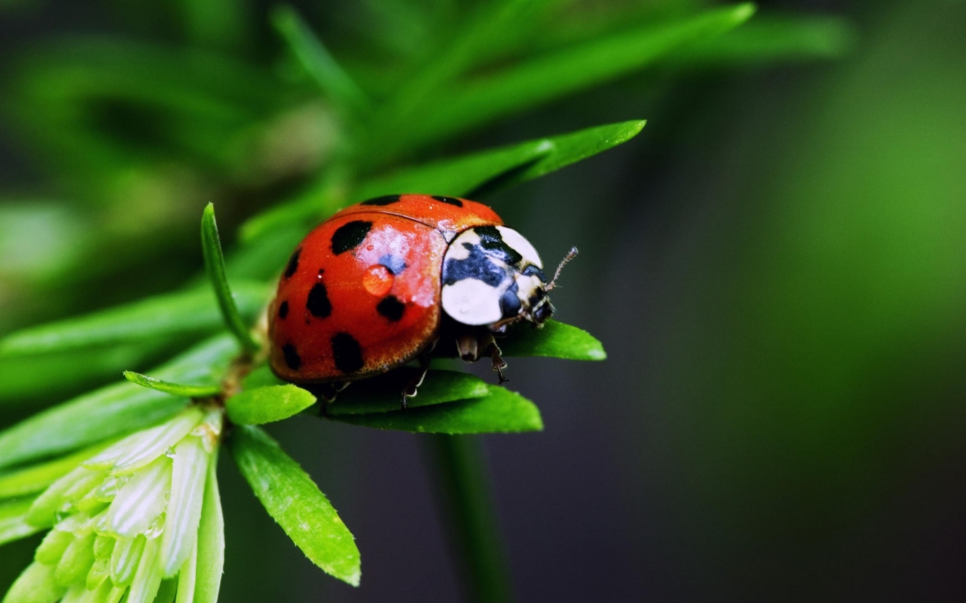 Божья коровка блоггер. Ladybird Божья коровка. Божьи коровки дальнего Востока. Ванька Кубанька Жук. Насекомые Макросъемка Божья коровка.