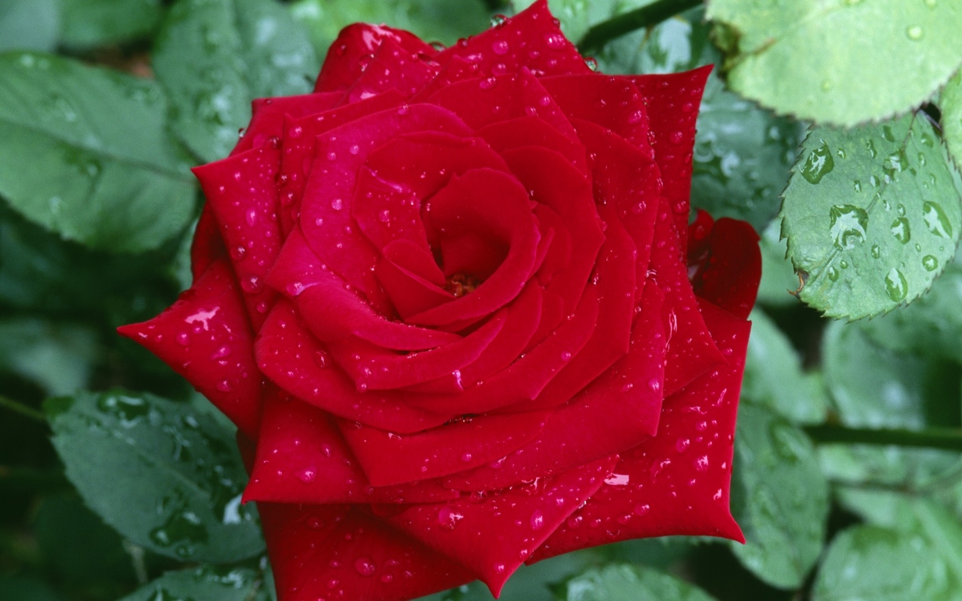 Разгадывать розы. Цветы розы. Красивые розы. Красные розы. Картинки на рабочий стол розы.