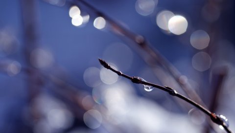 Ветвь, капли,