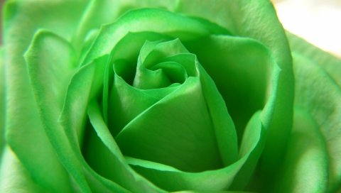Роза, лепестки, зелень, бутон