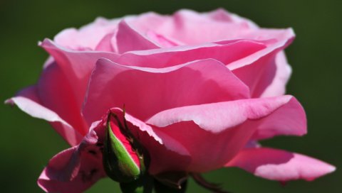 розы, лепестки, бутон, бледно - розовая