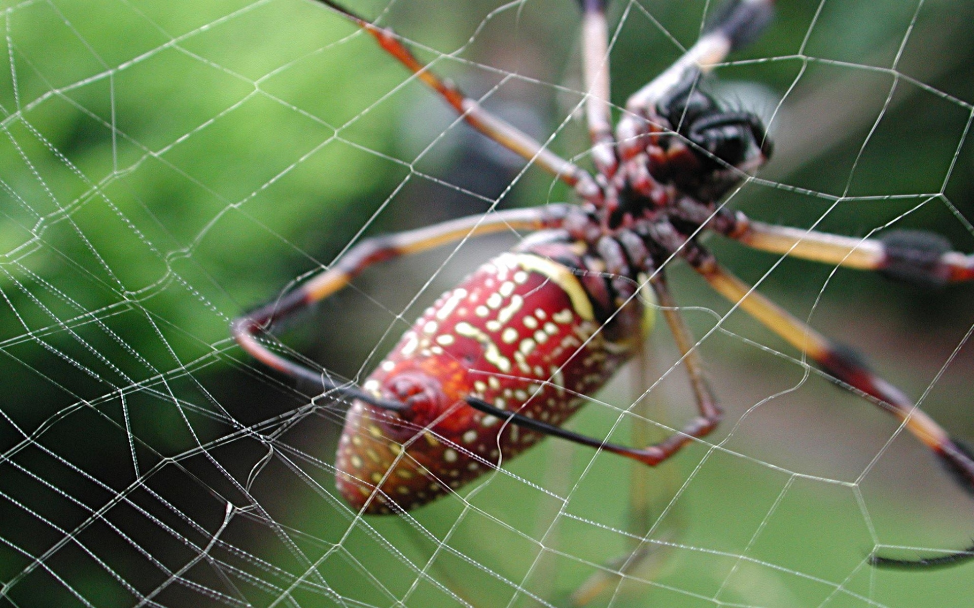 Картинки pider, Интернет, плетение, насекомых фото и обои на рабочий стол