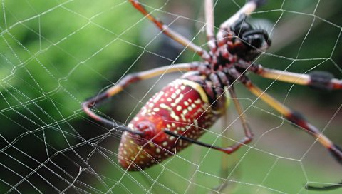 pider, Интернет, плетение, насекомых